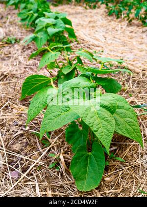 Agricoltura alternativa con fieno, insalata e cibo sano, coltivatore BIO Foto Stock