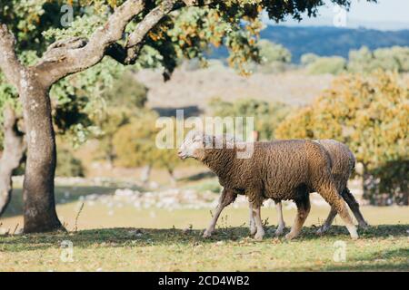 Pecore che pascolano nel campo. Foto Stock