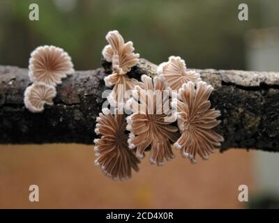 I funghi sono una forma di funghi che si trovano in ambienti naturali in tutto il mondo. Questo si trova in una zona boschiva della Florida centrale del Nord. È la f Foto Stock