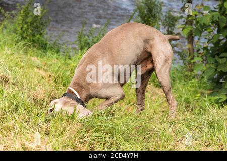 Weimaraner scavare un buco nel terreno. Un cane da caccia caccia un topo nell'erba. Cane nascose la testa a terra. Foto Stock