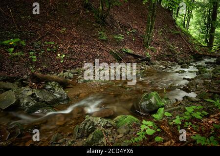 Ripida riva di un ruscello di montagna. Acque limpide di un ruscello montano Carpazi con coste ricoperte di foglie caduti. Foto Stock