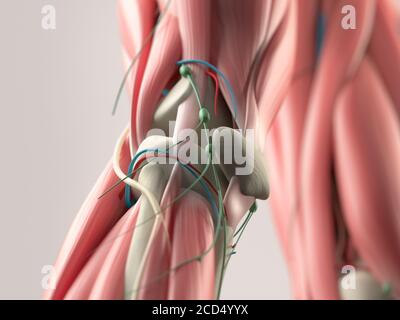 Dettagli anatomici umani del ginocchio. Muscolo. Foto Stock