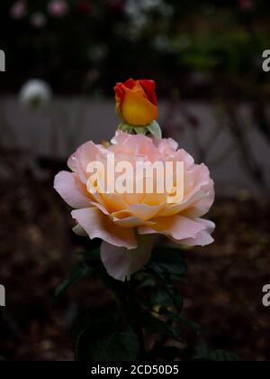 Rosa chinensis. Orange China Roses. Petali di rosa arancio. Petali rosa e arancione. Romantic Roses.Hoop Lane Remembrance Giardini di tranquillità. Londra Foto Stock