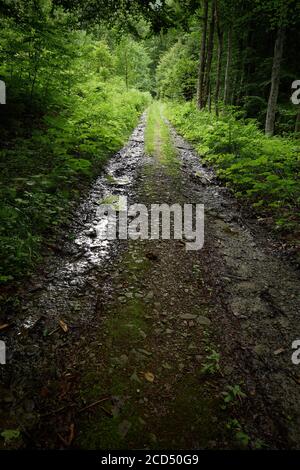 Penombra di bosco. Strada forestale umida all'ombra parziale dei verdi boschi dei Carpazi. Dirtrada di montagna ai piedi del Monte Bilyi Kamin (1062), Ucraina Foto Stock