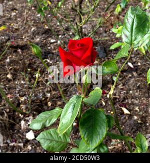 Rosa chinensis. China Roses. Petali di rosa rossa. Petali rossi. Romantic Roses.Hoop Lane Rose Garde Remembrance Giardini di tranquillità. Londra. Petalo di velluto Foto Stock