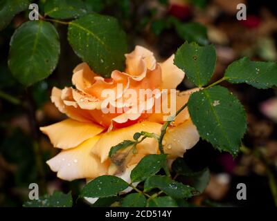 Rose da tè gialle. Rosa Hybrida. Romantic Roses.Hoop Lane crematorio & Remembrance Giardini di tranquillità e di tregua. Golders Green, Londra, Inghilterra. Foto Stock