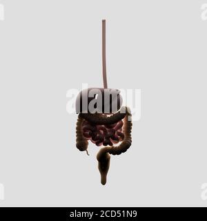 Illustrazione dell'anatomia del sistema digestivo, dello stomaco, del colon, dell'intestino. Foto Stock