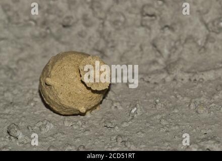 Potter wasp nido fatto di fango attaccato ad un muro esterno. Chiamato anche vespe Mason. Immagine macro con spazio di copia. Foto Stock