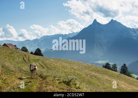 Vacca svizzera nella regione di Gruyere, in Svizzera Foto Stock