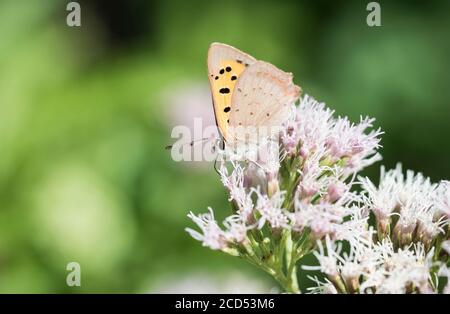 Piccola alimentazione di rame (Phlaeas di Lycaena) sulla canapa-Agriony (Euphatorium cannabinum) Foto Stock