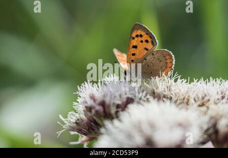 Piccola alimentazione di rame (Phlaeas di Lycaena) sulla canapa-Agriony (Euphatorium cannabinum) Foto Stock