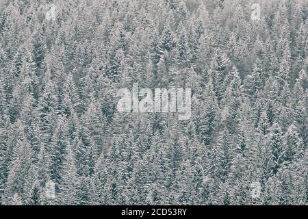 Cime innevate di abeti. Fitta foresta di conifere. Paesaggio invernale Foto Stock