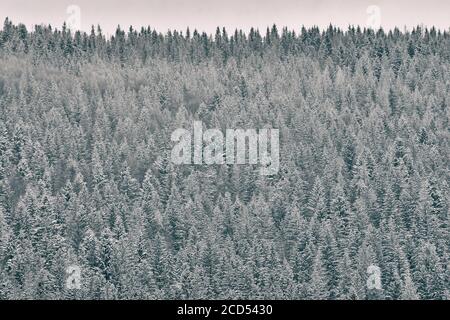 Cime innevate di abeti. Fitta foresta di conifere. Paesaggio invernale Foto Stock