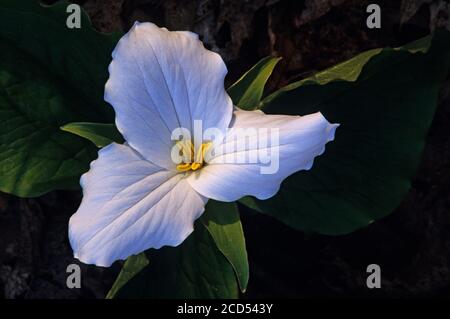 Primo piano di grandi fiori di trillium Foto Stock