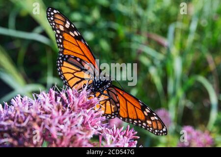 Monarch si stancò su Joe Pye WEed Foto Stock
