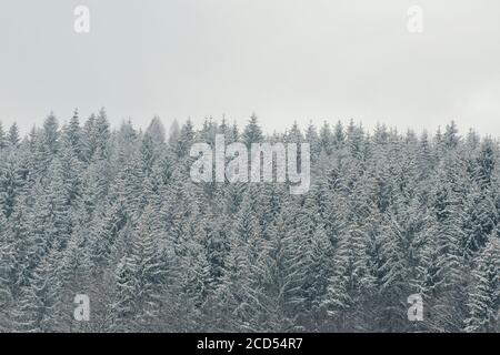 Cime innevate di abeti. Fitta foresta di conifere. Paesaggio invernale Foto Stock