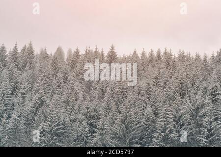 Cime innevate di abeti. Fitta foresta di conifere. Paesaggio invernale Foto Stock