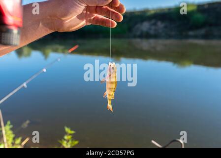 Un piccolo persico europeo catturato in esca presso il lago, appeso su un gancio su una canna da pesca, mattina soleggiata. Foto Stock