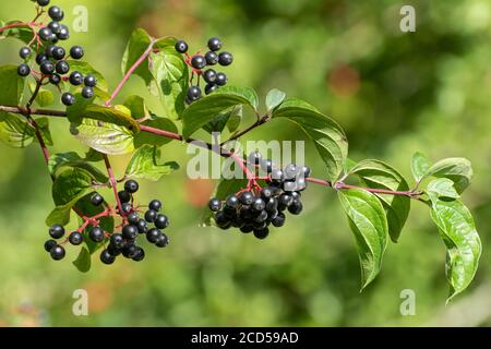 Arbusto di Dogwood (Cornus sanguinea) con grappoli di bacche nere (dogbacche) e ramoscelli rossi che crescono selvaggi in un gerosco, fine estate, Regno Unito Foto Stock