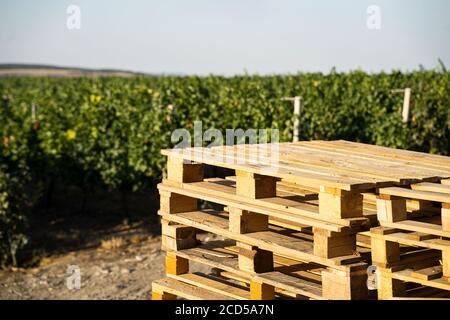 vista closeup di molti pallet in legno euro impilati vuoti per trasporto di fronte alle file di un vigneto verde prepararsi per il raccolto Foto Stock