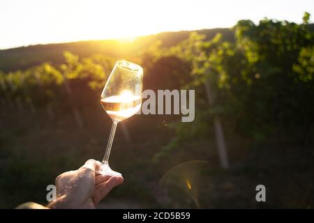 Punto di vista prospettico primo piano della mano maschio caucasica un bicchiere di vino rosato alla luce del sole del mattino e. sole si inarricia con vigneto verde in th Foto Stock