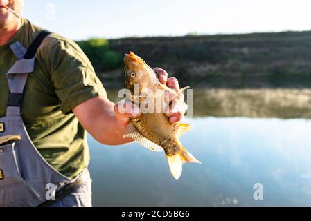 Il pescatore maschio tiene una carpa dello specchio sullo sfondo di un laghetto calmo al mattino. Foto Stock