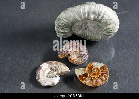 Gusci fossili di ammonite di forma diversa Foto Stock