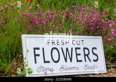 Bella estate fiori in un letto giardino con un segno bianco che dice fiori freschi recisi. Primo piano di un'incredibile esposizione di piante in fiore di molti colori Foto Stock