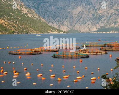 Aziende di allevamento ittico a Kotor Bay, Kotor, Montenegro Foto Stock