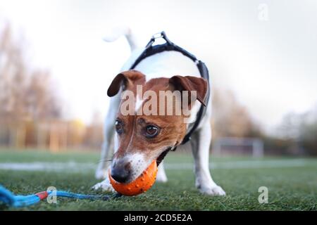 Giocare con un cane. Jack Russell Terrier con una palla. Il cane sul campo sportivo corre dietro la palla. Foto Stock