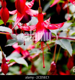 Fuchsia magellanica Foto Stock