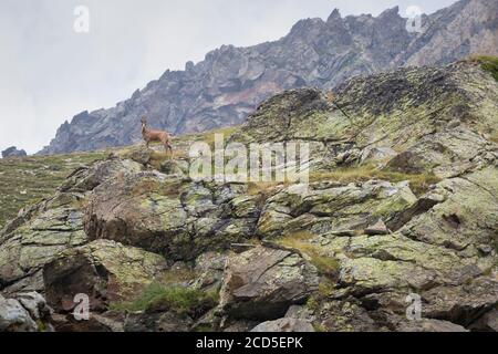 Chamois dei Pirenei (Rupicapra pyrenaica) su pendio roccioso. Parco Naturale Capçaleres del Ter i del Freser. Catalogna. Spagna. Foto Stock