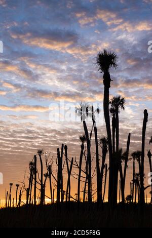 Palme (forse palme da cavolo), silhouette dal sole che sorge all'Orlando Wetlands Park, un santuario naturale ad est di Orlando. Foto Stock