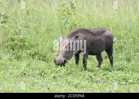 Warthog pascolo in una radura in Uganda Foto Stock