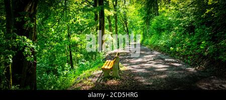 Panca lungo un sentiero attraverso la foresta in primavera Foto Stock