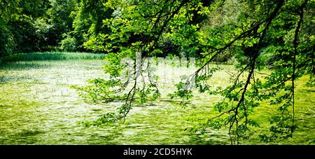 Piccolo lago nella foresta Foto Stock