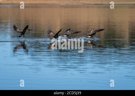 Canada gregge di oche che atterrano in volo sull'acqua. Oregon, Ashland, Emigrant Lake, estate Foto Stock