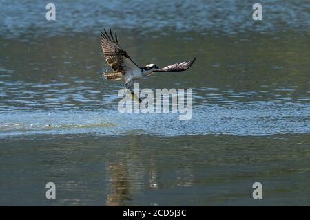 Osprey cattura un pesce e decollo dall'acqua. Oregon, Ashland, Emigrant Lake, estate Foto Stock