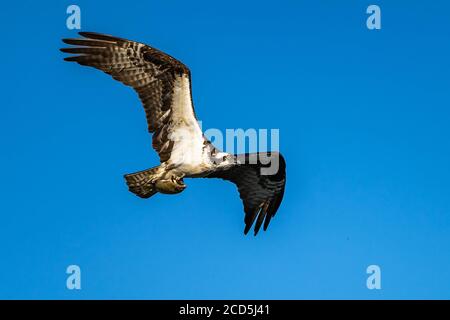 Osprey volare con un pesce nei suoi talloni. Oregon, Ashland, Emigrant Lake, estate Foto Stock