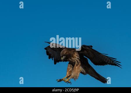 Falco dalla coda rossa in volo falchi, Oregon, Merrill, Lower Klamath National Wildlife Refuge, Inverno Foto Stock