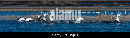 Cigni decollo dall'acqua in volo cigno volo, Oregon, Merrill, Lower Klamath National Wildlife Refuge, Inverno Foto Stock