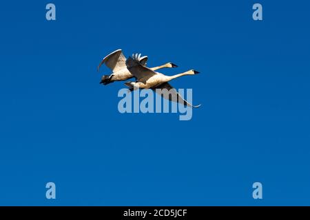 Cigno di tundra in volo cigni volare, Oregon, Merrill, Lower Klamath National Wildlife Refuge, inverno Foto Stock