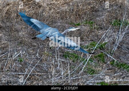 Great Blue Heron in volo aironi volo, Oregon, Merrill, Lower Klamath National Wildlife Refuge, Inverno Foto Stock