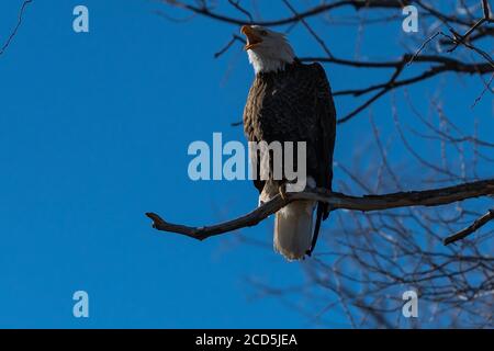 Aquila calva con becco aperto in un'ampia posizione seduta in un albero aquile su un ramo, Oregon, Merrill, Lower Klamath National Wildlife Refuge, Inverno Foto Stock