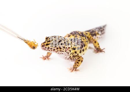 Carino gecko leopardo (Eublepharis Macularius) mangia scarafaggio su uno sfondo bianco. Foto Stock