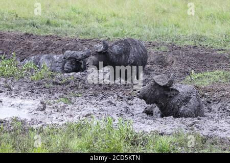 Tre bufali in un fangoso foro d'irrigazione in Uganda Foto Stock