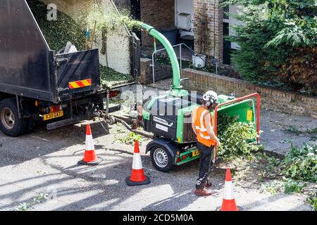 Un arboricoltore in abbigliamento protettivo raccogliendo rami tagliati e alimentandoli in una cassonatrice di legno, Londra, Regno Unito Foto Stock