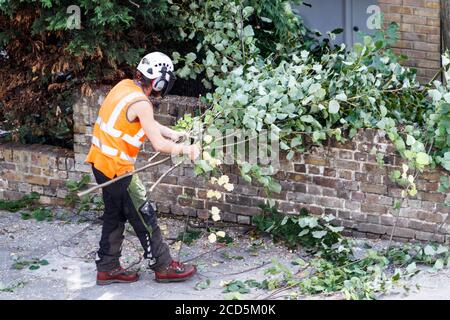 Un arboricoltore in abbigliamento protettivo raccogliendo rami tagliati per nutrirsi in una cassonatrice di legno, Londra, Regno Unito Foto Stock