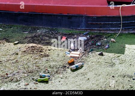 Rifiuti e altri rifiuti lavati in alghe verdi dalla riva del fiume Lea a Clapton, Londra, Regno Unito Foto Stock