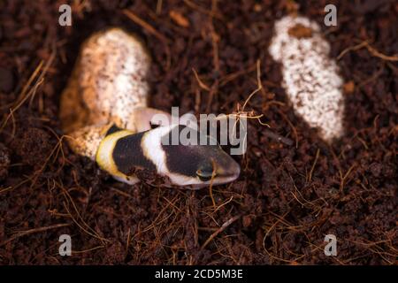 Carino geco leopardo cova di uovo. Piccola lucertola (Eublepharis Macularius). Foto Stock